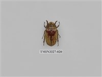 藏品(吹粉金龜屬)的圖片